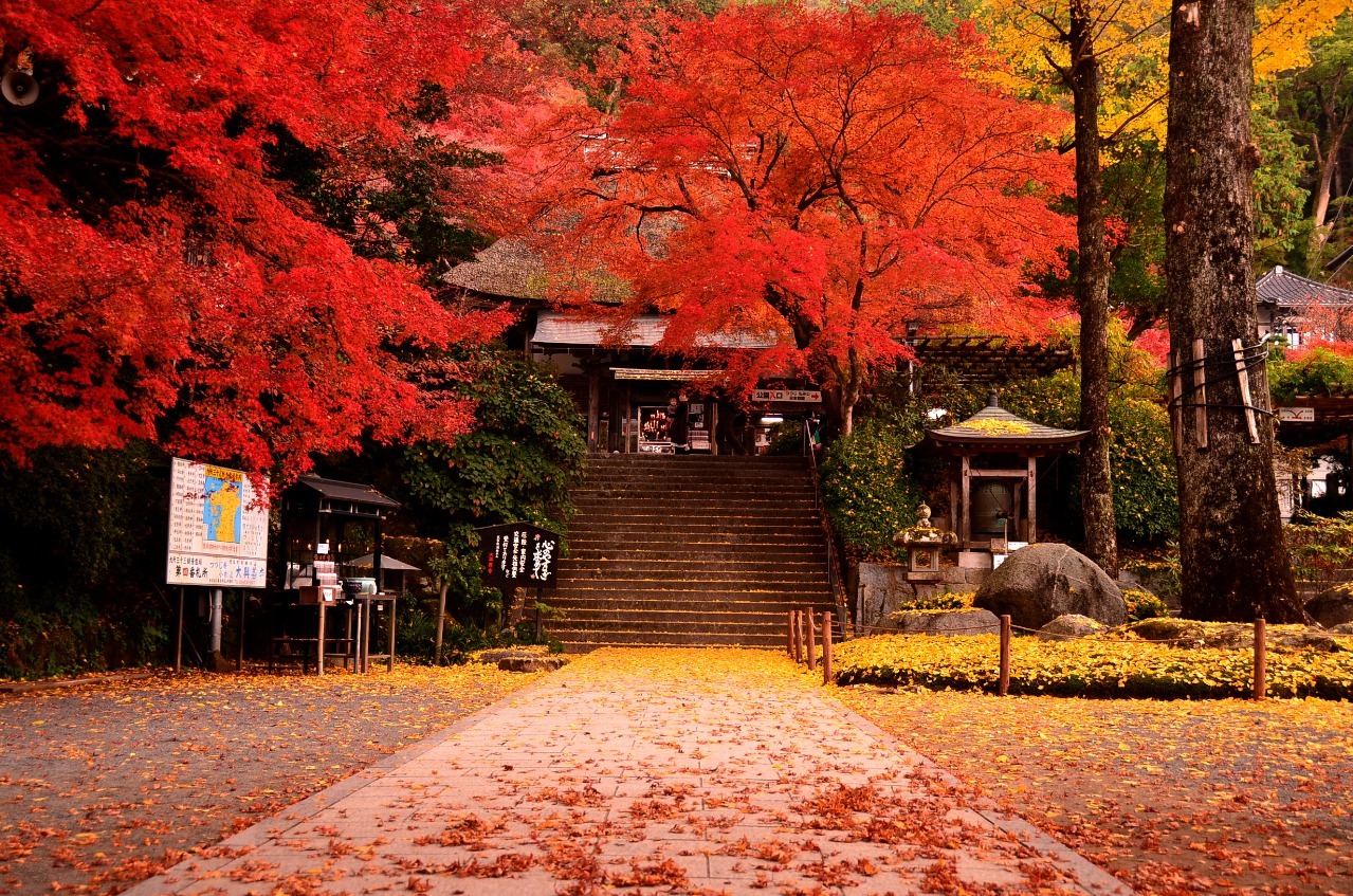 写真：紅葉した枝が山門の手前に見える様子