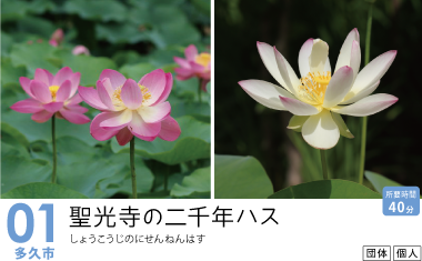 写真：桃色と白色が綺麗なハスの花の写真
