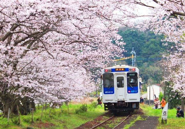 有田の陶山神社と伊万里の桜　ローカル線で行く桜のトンネル