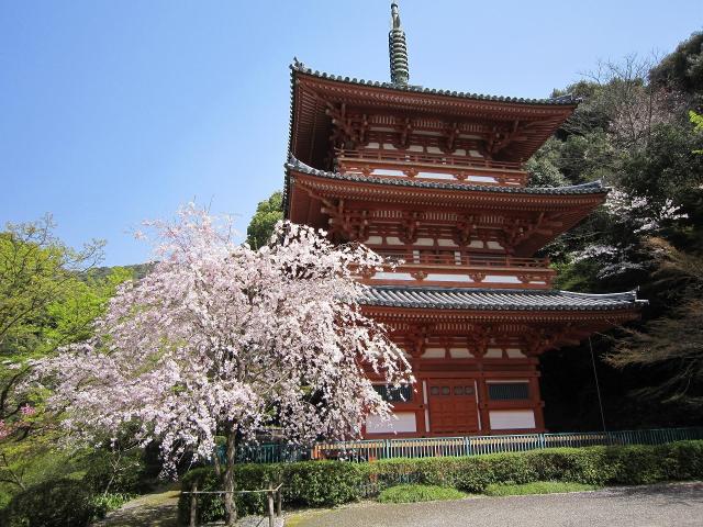 写真：春の清水寺本坊庭園の塔