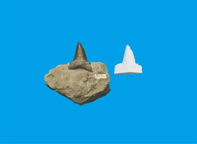サメの歯化石のレプリカの画像