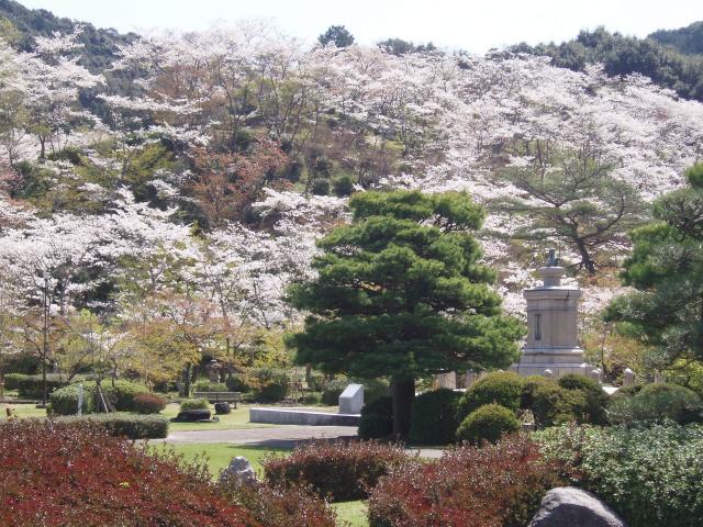西渓公園に咲く桜の写真