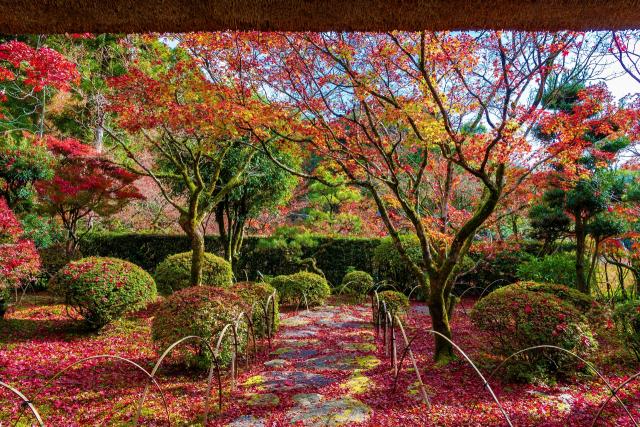 写真：紅葉している九年庵の庭園