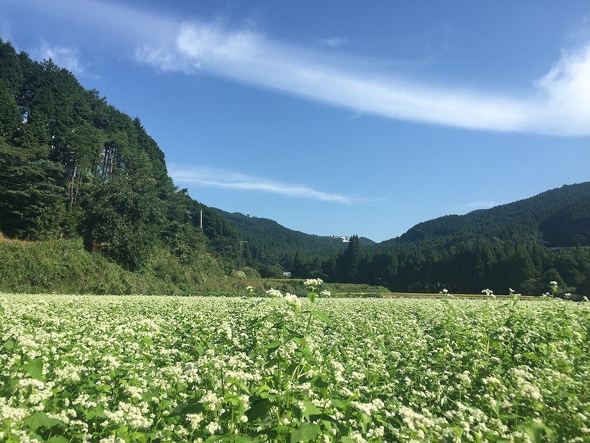 写真：青空と山間のそば畑