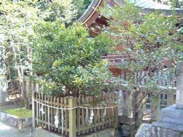 画像:中嶋神社の橘の写真