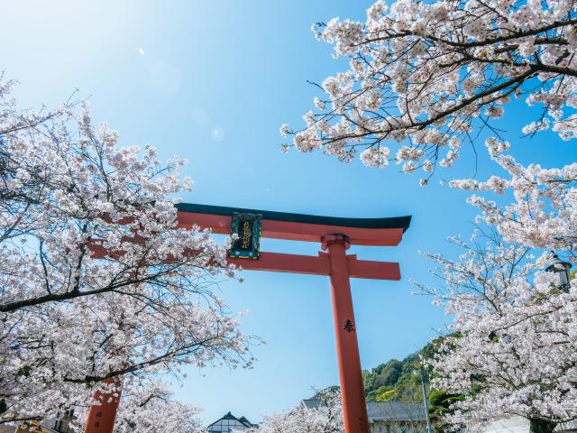 写真：祐徳稲荷神社参道(桜)