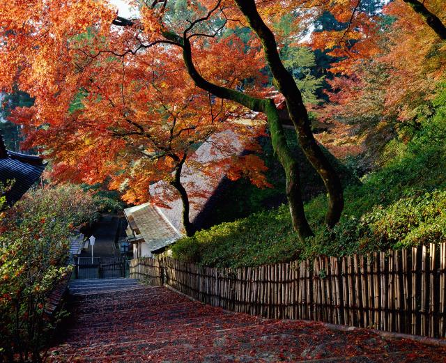 画像:大興善寺の紅葉の写真