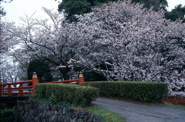 画像:旭ヶ岡公園の桜の写真