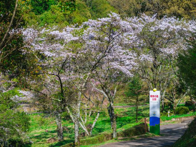 写真：健康の森公園(桜)