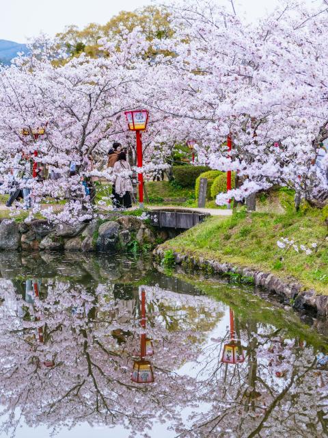 写真：小城公園(桜)