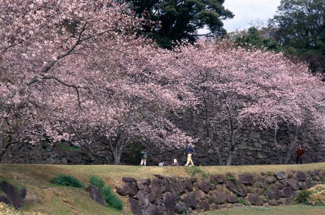 画像:名護屋城跡の桜の写真