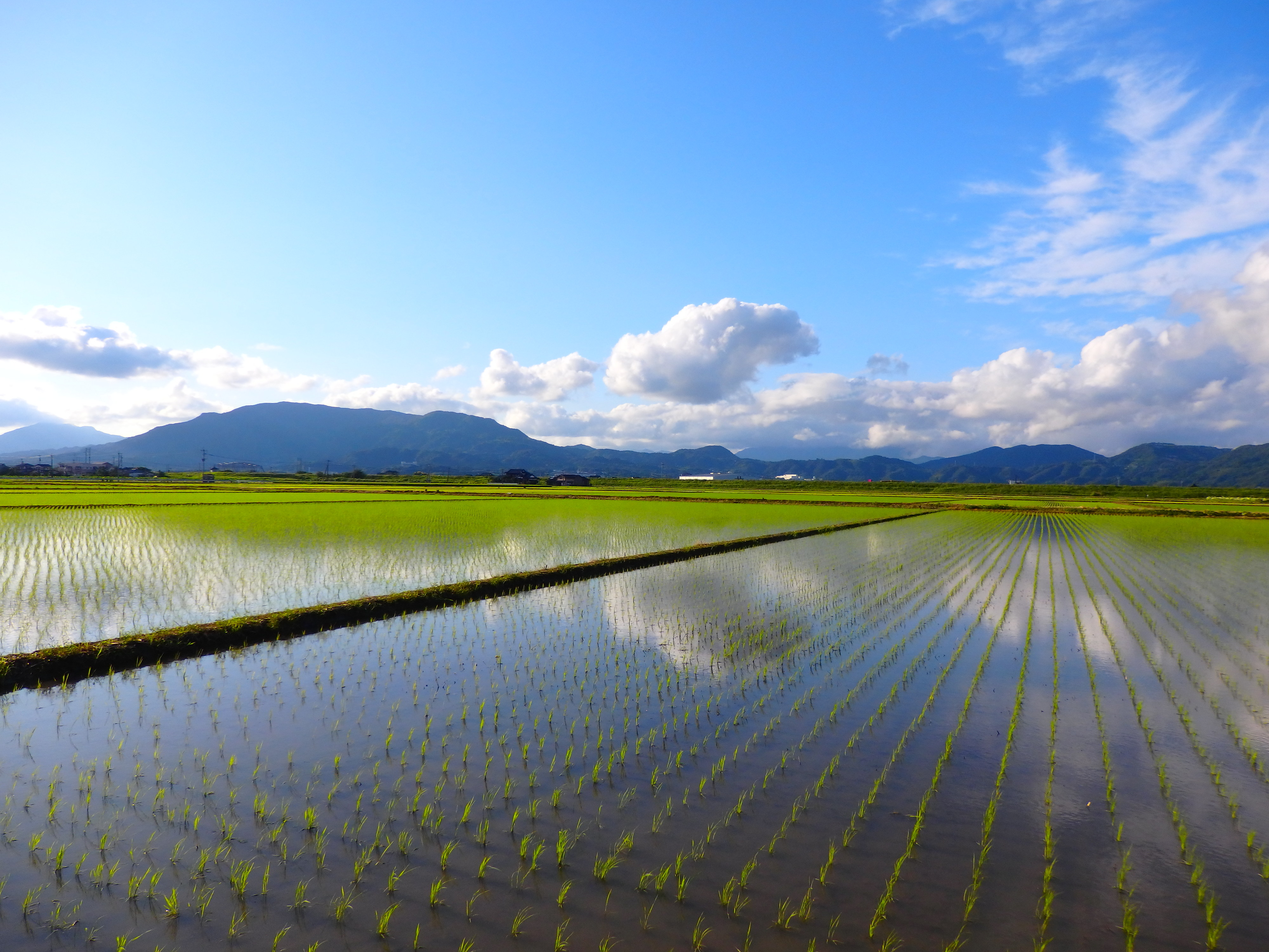 画像:白石平野の水田の写真