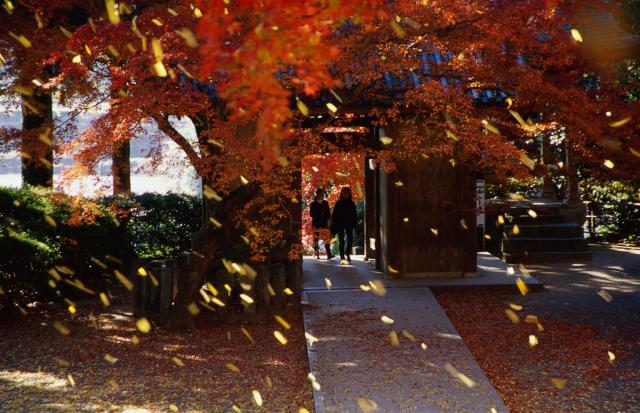 画像:大興善寺の紅葉の写真