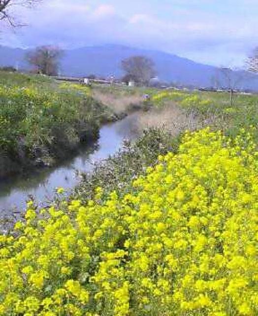 画像:しょうづ川の菜の花の写真