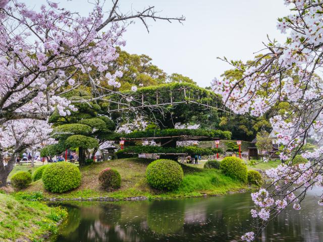 写真：小城公園(桜)