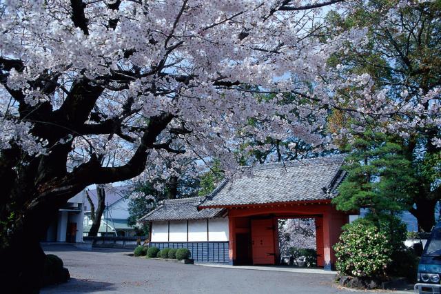 画像:鹿島城跡の桜の写真