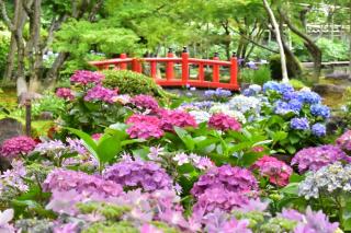 写真：祐徳稲荷神社日本庭園に咲くあじさい