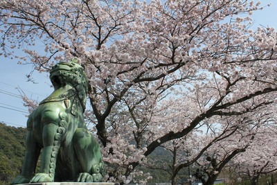写真：桜と陶山神社の狛犬