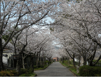 写真：桜のトンネル
