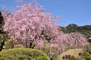 写真：慧洲園内にある大きな枝垂桜が満開になっている