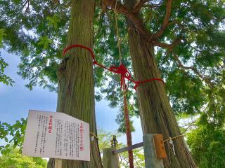 写真：2本の檜同士が赤い縄でつながれている