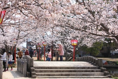 写真：小城公園の桜