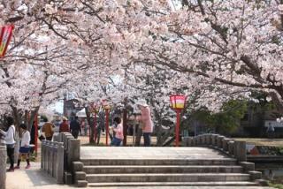 写真：小城公園の桜