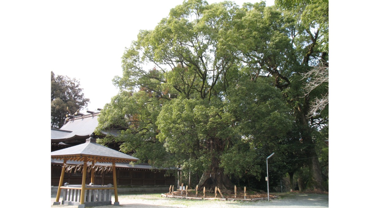 千栗八幡宮のご神木を写した画像。