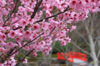 写真：祐徳稲荷神社日本庭園に咲く桜の花