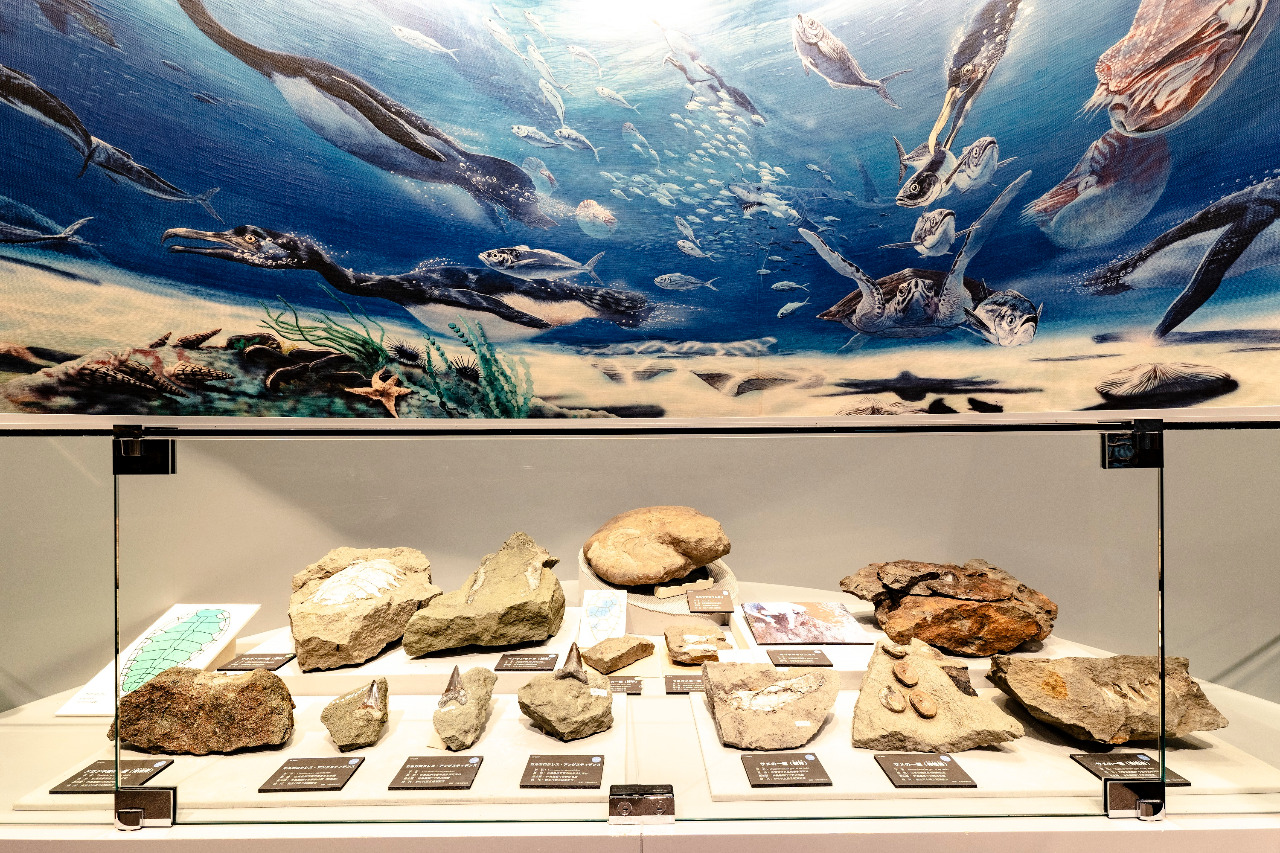 写真：佐賀の化石