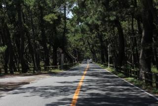 写真：松林の中を通る道路の風景