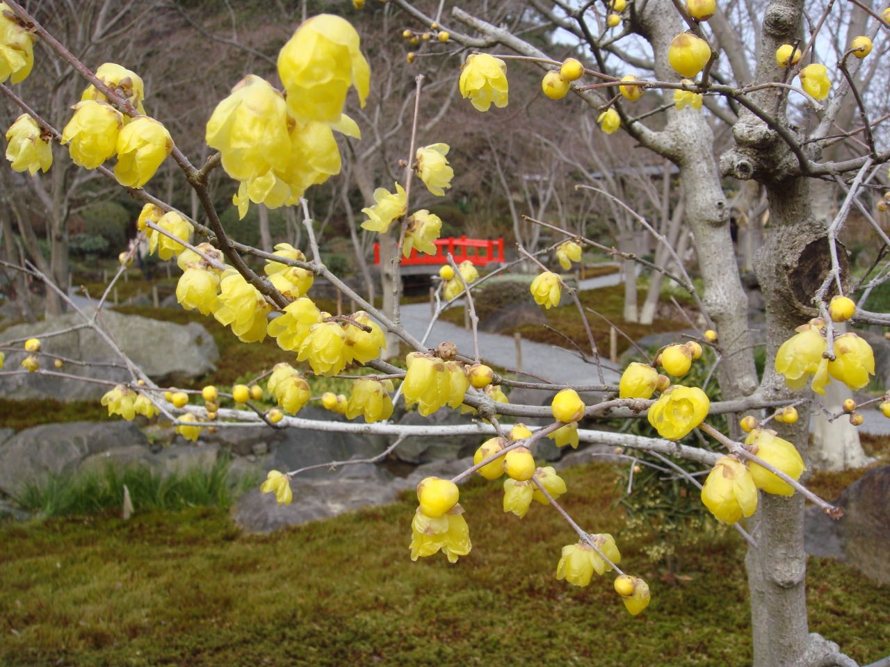 写真：祐徳稲荷神社日本庭園に咲く梅の花