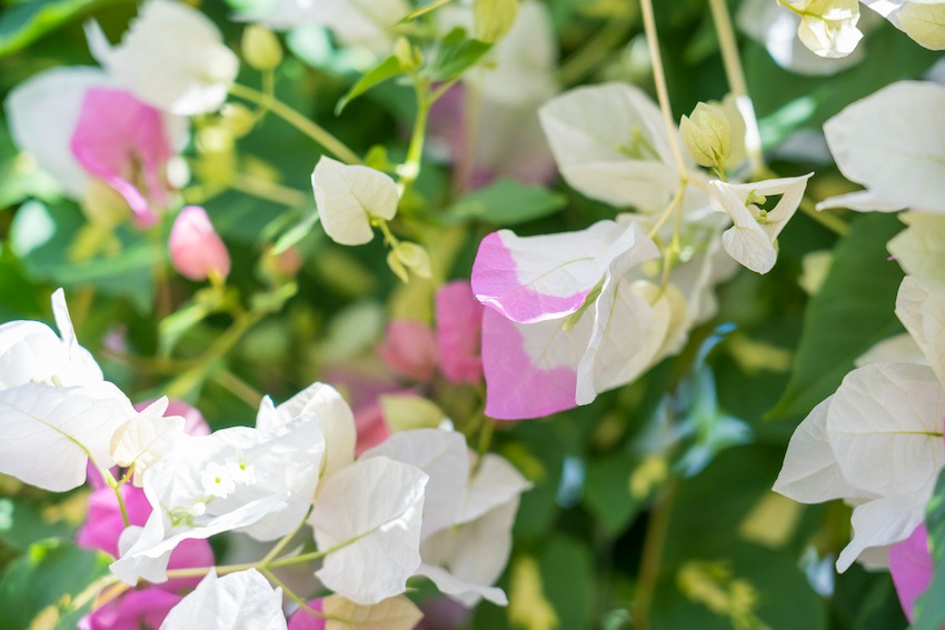 写真：白とピンクのブーゲンビリアの花のアップ