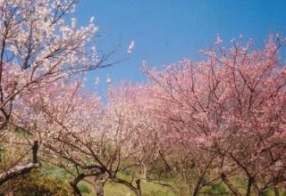 写真：満開のピンクの梅の木