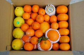 柑橘各種
