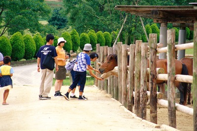 写真：馬に餌やりをする家族