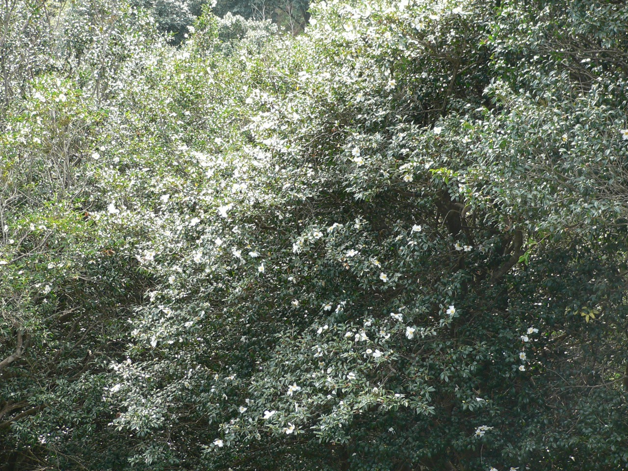 写真：サザンカの木。白い花が咲いている。