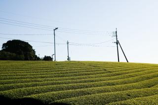 写真：天気がいい日の茶畑