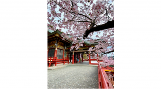 写真：祐徳稲荷神社 御本殿と桜	