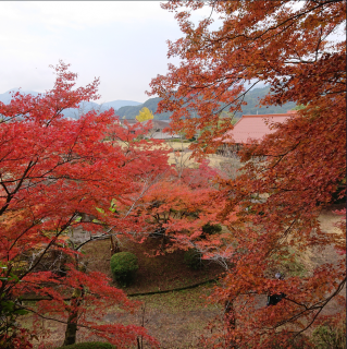 西渓公園内紅葉の画像