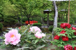 写真：祐徳稲荷神社日本庭園に咲く牡丹
