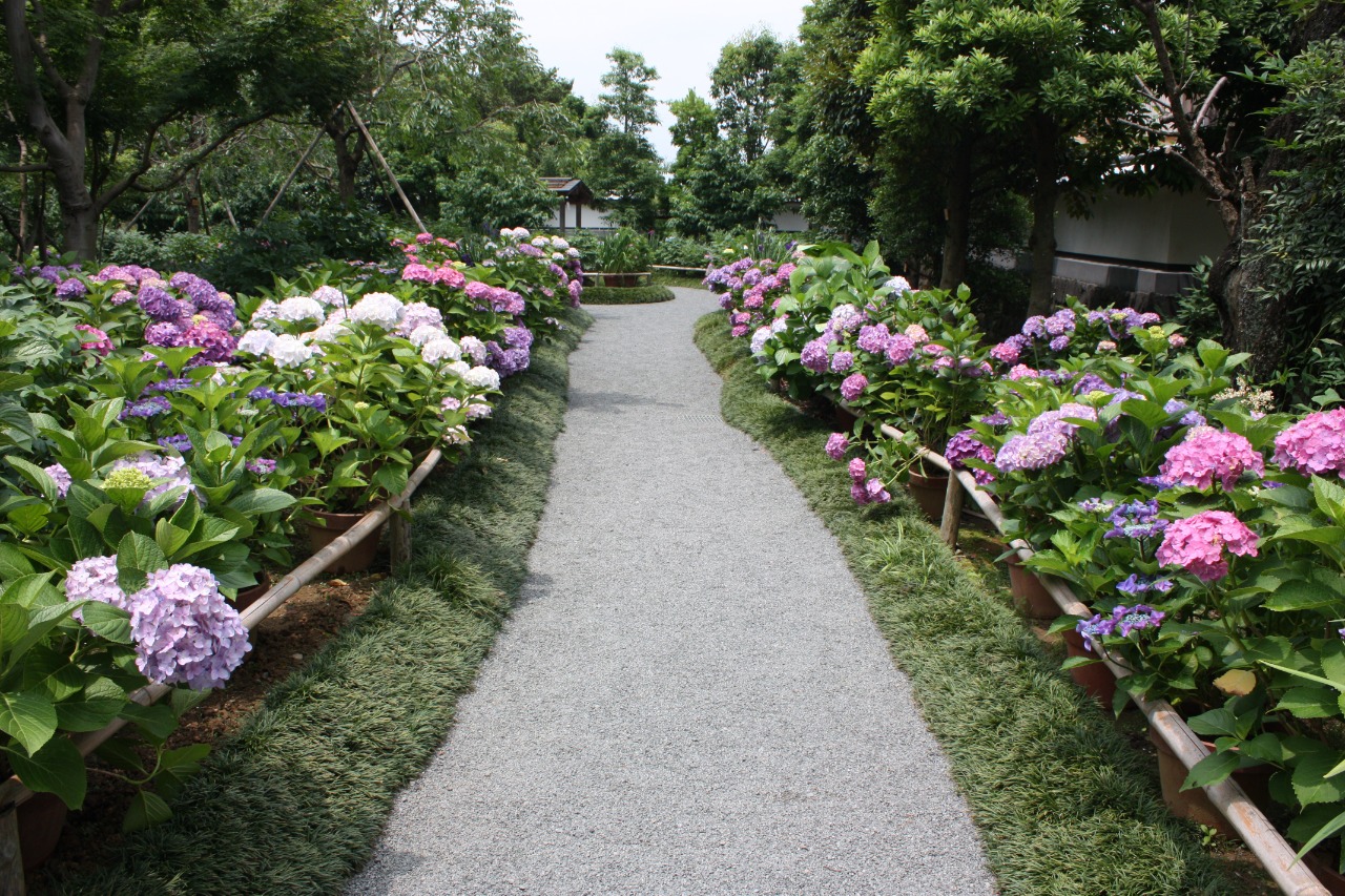 写真：祐徳稲荷神社日本庭園に咲く紫陽花の花