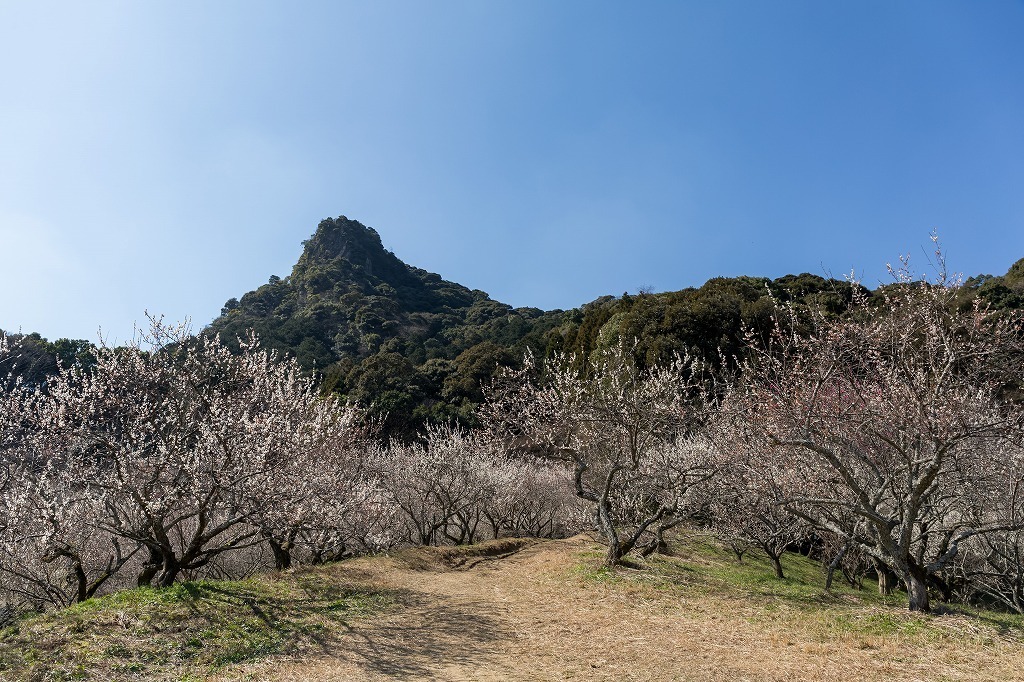 写真：山の上に梅の木が立ち並んでいる風景