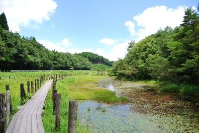 写真：森の中に開けた湿原の上に木道が通っている風景