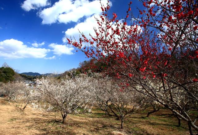 写真：青空を背景に白梅と紅梅が咲いている