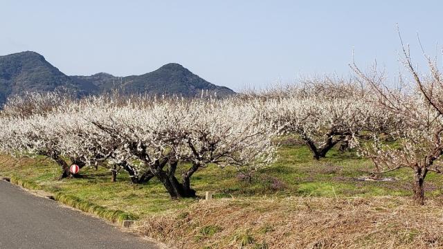 写真：満開の梅畑