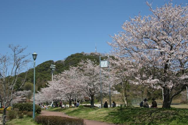 写真：日の隈公園の桜の様子