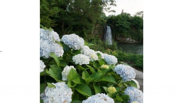 写真：滝のそばに咲くあじさい