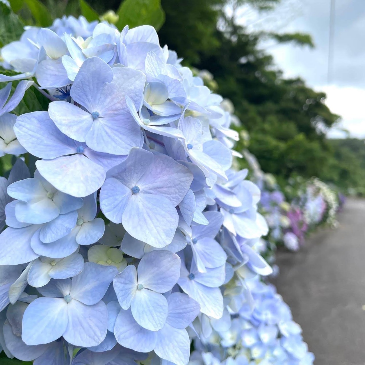 古湯山なか紫陽花の道 | 観光地 | 【公式】佐賀県観光サイト あそぼーさが