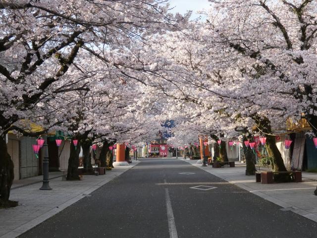 写真：祐徳門前の桜並木